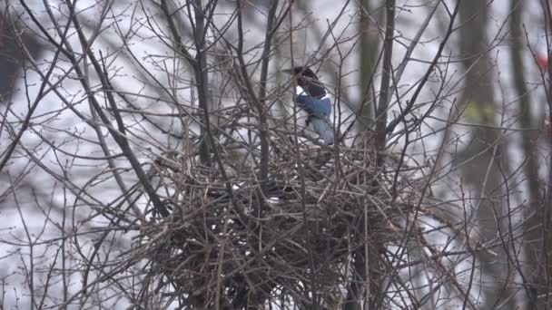 Pássaro magpie constrói um ninho — Vídeo de Stock
