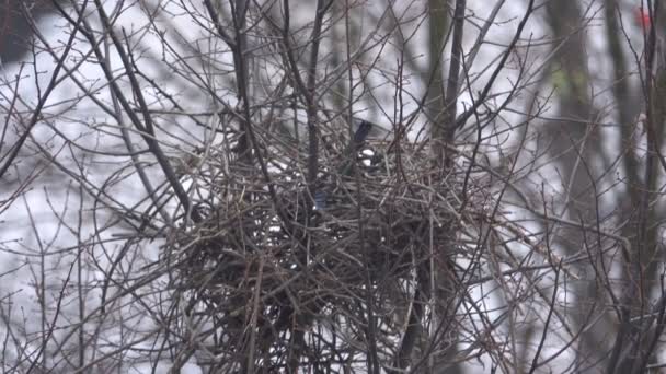 Urraca de ave construye un nido — Vídeos de Stock