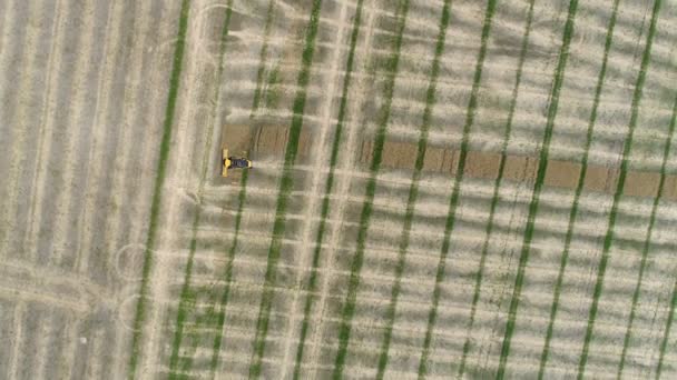 Harvester verzamelt raapzaad. Luchtfoto — Stockvideo