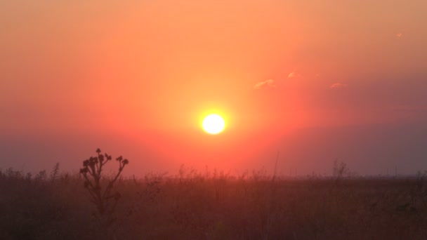 草地上美丽的落日 — 图库视频影像
