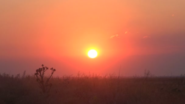 Schöner Sonnenuntergang auf der Wiese — Stockvideo