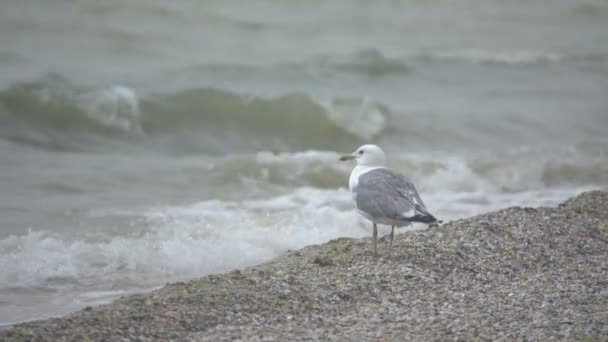 Cormorant sitting on the beach — Stock Video