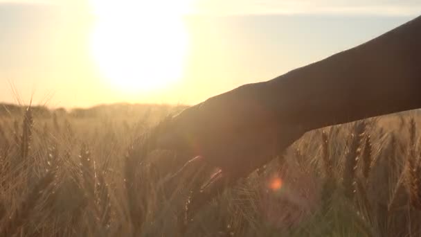 Landbouwingenieur plucks oren van tarwe — Stockvideo