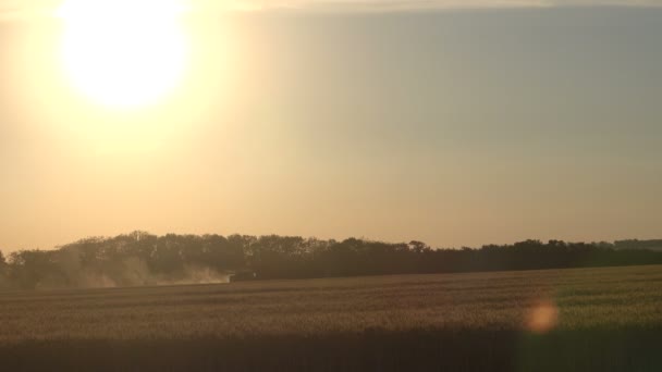 Colheitadeira recolhe grãos de trigo ao pôr do sol — Vídeo de Stock