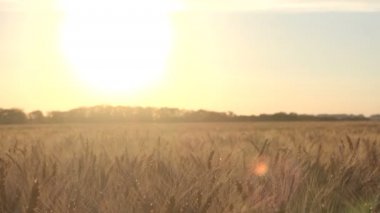 Sahada olgun buğday hasat