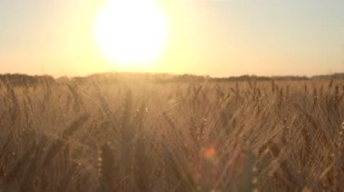 Sahada olgun buğday hasat