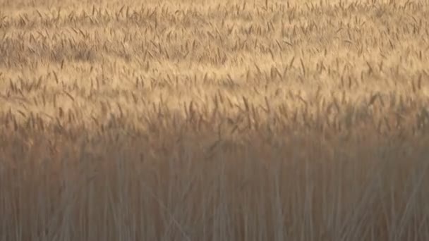 Skörden Mogna Vete Fältet Vid Solnedgången Öron Som Vajade Vinden — Stockvideo