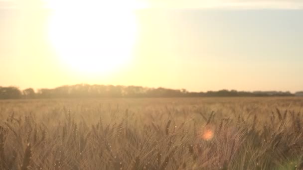 Zbiorów dojrzałej pszenicy na polu — Wideo stockowe