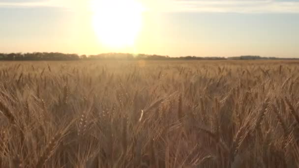 Cosecha de trigo maduro en el campo — Vídeos de Stock