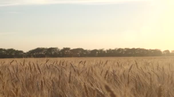 Ernte des reifen Weizens auf dem Feld — Stockvideo