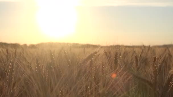 Урожай спелой пшеницы на поле — стоковое видео