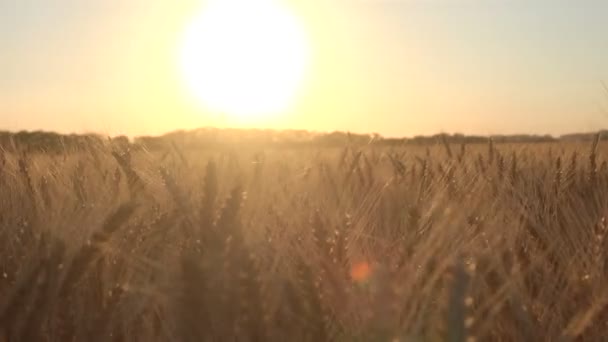 夕暮れ時フィールドに熟した小麦を収穫します 風になびかせて耳 — ストック動画