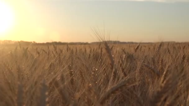 Zbiorów dojrzałej pszenicy na polu — Wideo stockowe