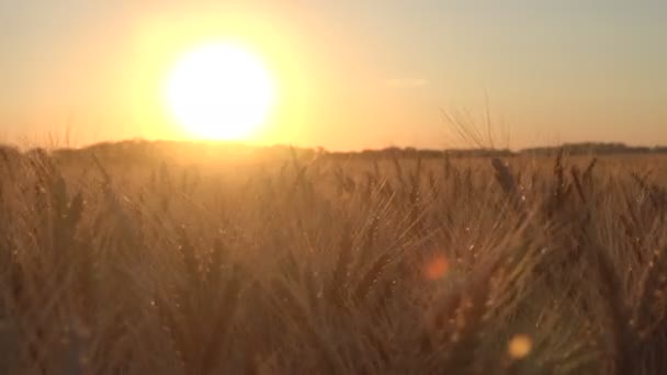 Colheita de trigo maduro no campo — Vídeo de Stock