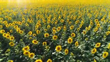 Ayçiçeği alanın üzerine uçuş