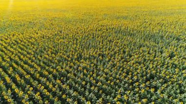 Ayçiçeği alanın üzerine uçuş