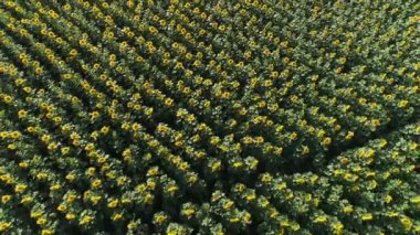 Ayçiçeği alanın üzerine uçuş