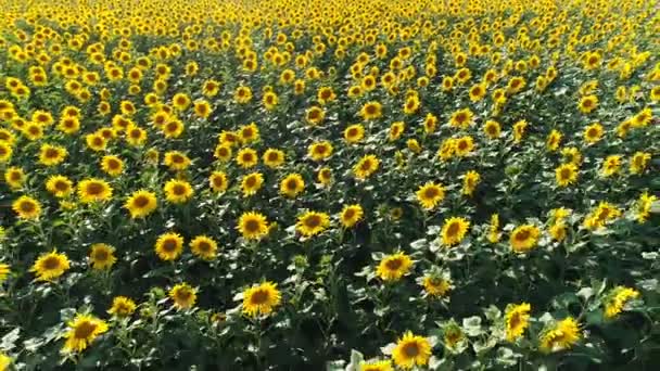 Vuelo sobre campo de girasol — Vídeos de Stock