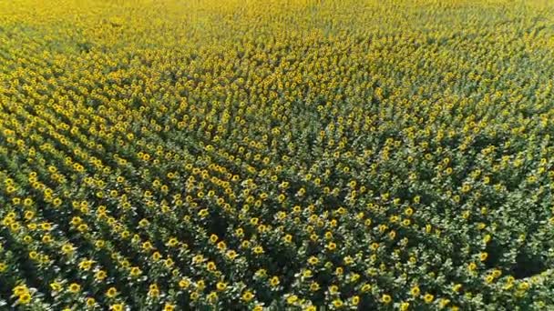 Vuelo sobre campo de girasol — Vídeo de stock