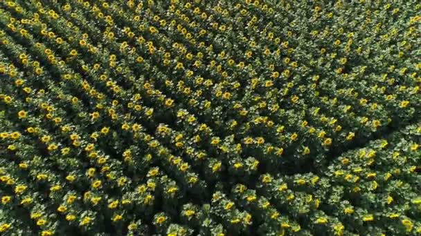 Vuelo sobre campo de girasol — Vídeos de Stock