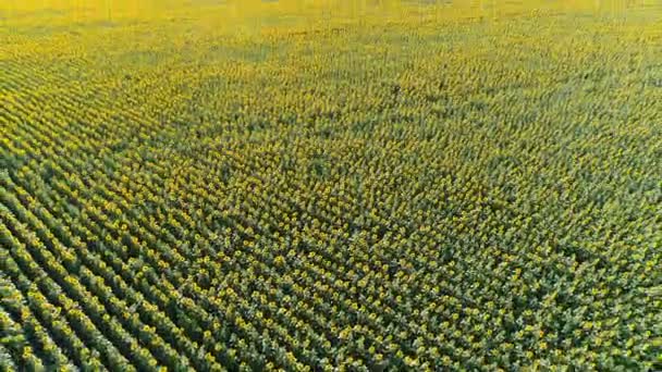 Flug über Sonnenblumenfeld — Stockvideo