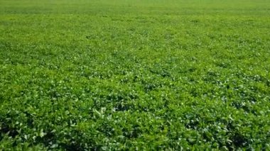 Uçan yeşil alanın üzerinde. Hava