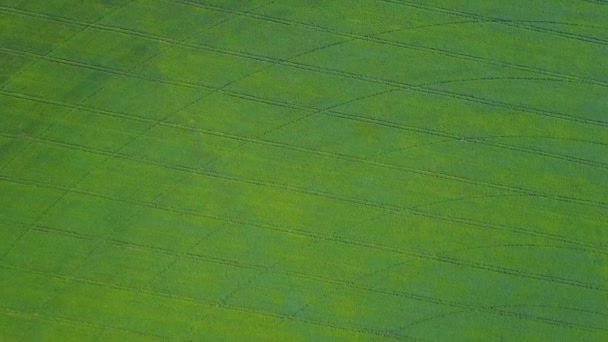 Vliegen over het groene veld. Luchtfoto — Stockvideo