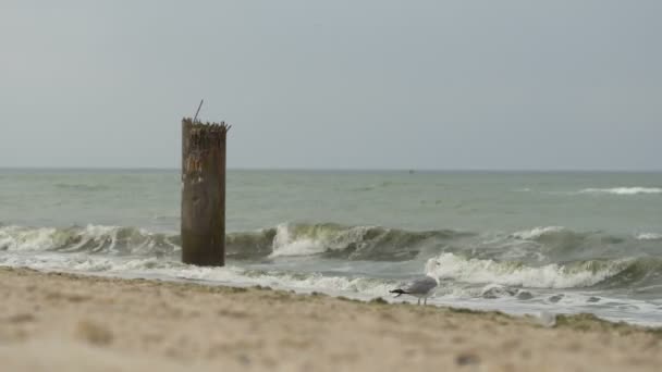 Möwe am Strand — Stockvideo