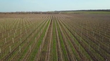 Meyve üzerinde uçan. Hava