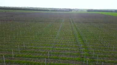 Meyve bahçesinde üzerine bahar uçan. Hava video çekim