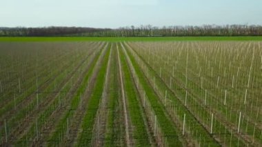 Meyve üzerinde uçan. Hava