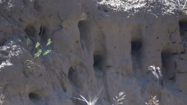 Schwalben fliegen in die Nester. Zeitlupe — Stockvideo