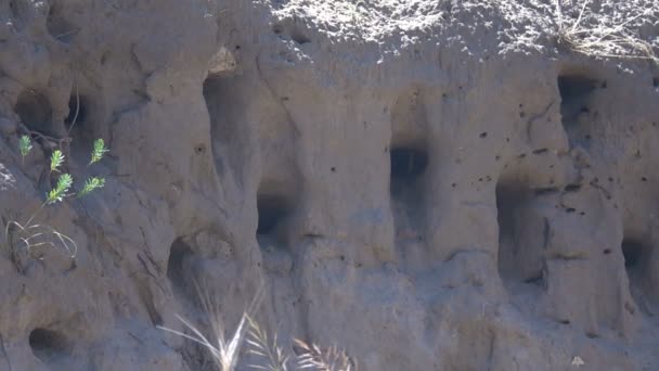 Swallows Fly Nests Cliff River Slow Motion — Stock Video