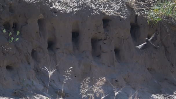 Swallows fly into the nests. Slow Motion — Stock Video