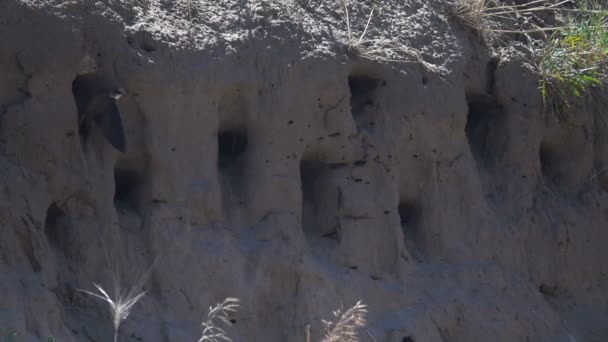 Swallows fly into the nests. Slow Motion — Stock Video