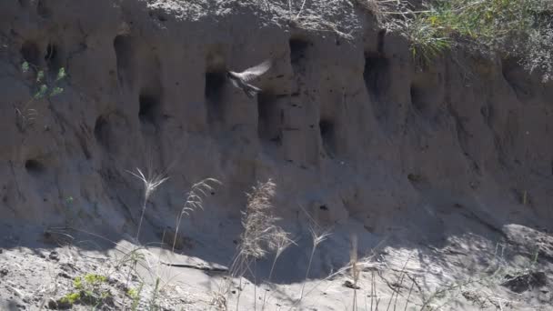 Swallows fly into the nests. Slow Motion — Stock Video