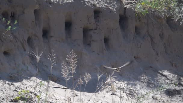 Swallows Fly Nests Cliff River Slow Motion — Stock Video