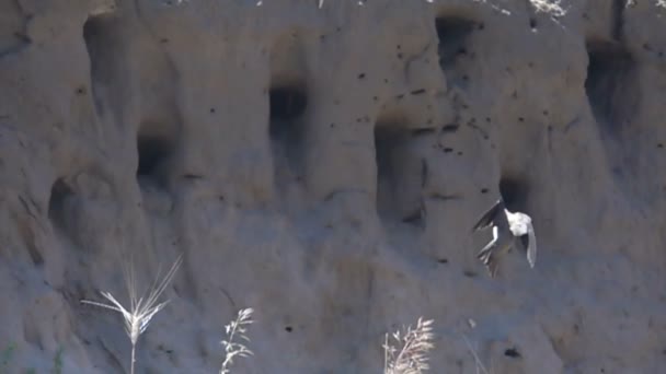 Swallows fly into the nests. Slow Motion — Stock Video