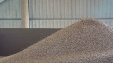 Bir grup üzerinde yıpranmış bezelye tohumları