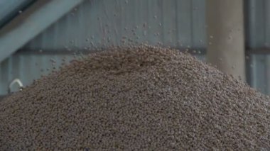 Bezelye tohumu üzerine yıpranmış. Ağır çekim