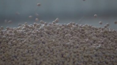 Bezelye tohumu üzerine yıpranmış. Ağır çekim