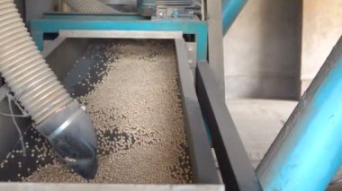 Bezelye tohumu asansöre sıralama. Ağır çekim