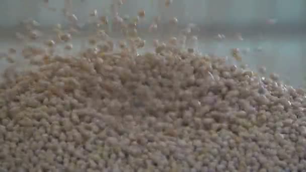 Bir grup üzerinde yıpranmış bezelye tohumları — Stok video