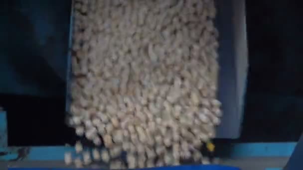 A ordenar a semente de ervilha no elevador — Vídeo de Stock
