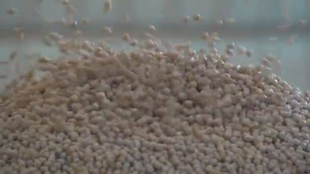Pea seeds frayed on a bunch. Slow Motion — Stock Video