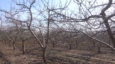 Bahar bahçede meyve ağaçları