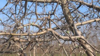 Bahar bahçede meyve ağaçları