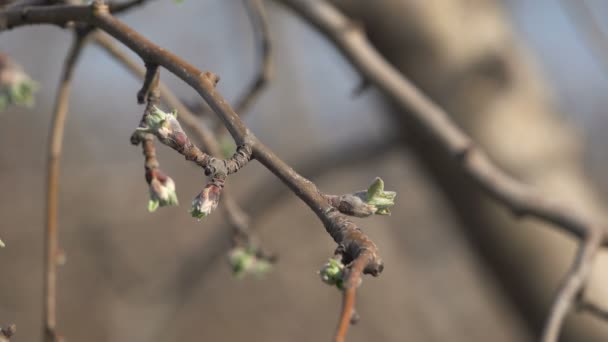 Alberi da frutto nel giardino primaverile — Video Stock