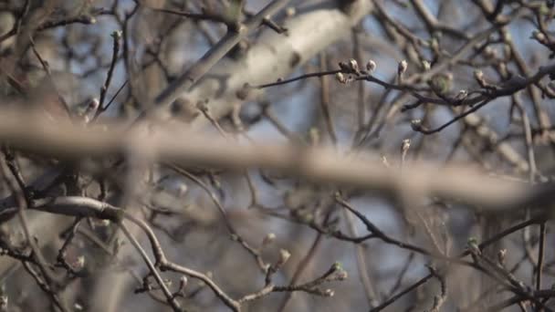 Fruktträd i trädgården våren — Stockvideo