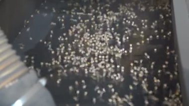 Bezelye tohumu asansöre sıralama